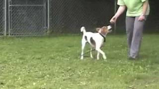 Sparkie is a medium-sized female Foxhound mix who is about 2 years ...
