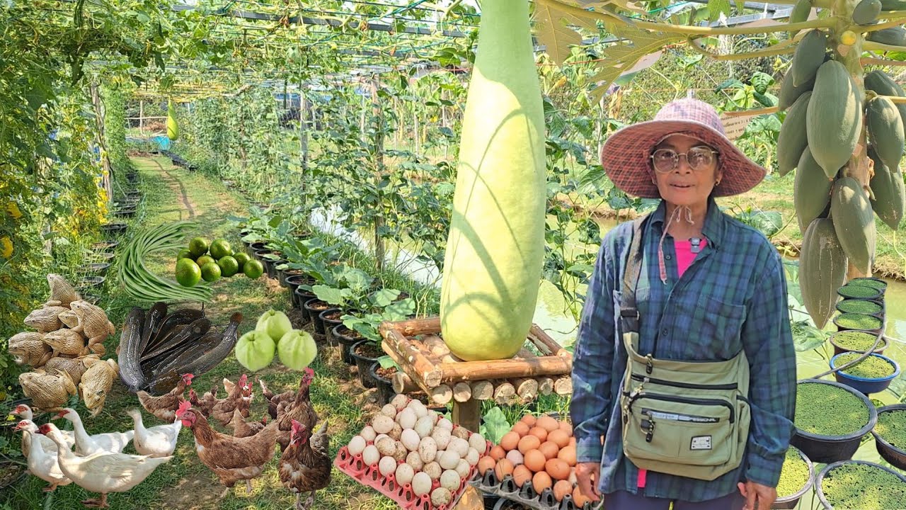 พื้นที่ 3ไร่ ทำได้แบบนี้ไม่มีจน!! แปลงของคนขยันชนะเลิศอันดับ 1 จ.สุรินทร์ มีกินตลอดชาติ