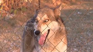 Meet descendants of apartheid era wolves who can never leave their sanctuary