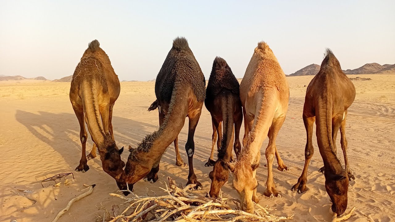 آج سیکنڈ ٹائم یعنی پانچ بجے کے قریب کام بکروں اور اونٹوں #ghulam Shabbir 