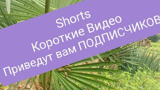 Shorts - КОРОТКИЕ ВИДЕО приведу вам подписчиков !