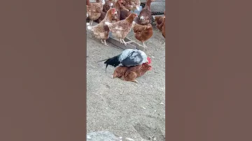 تلقيح الديك للدجاجات Naturalife Rural Life India Planting Rurallife Shorts Cocorico 