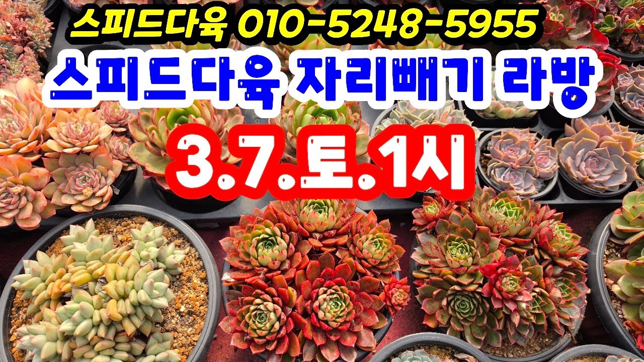 26.3.7.스피드다육 자리빼기 번개라방 놀러오세요