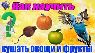 Кормление волнистого попугая фруктами и овощами. Часть 1-я Кормление волнистого попугая фруктами и овощами. Часть 1-я