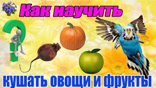 Кормление  волнистого попугая фруктами и овощами. Часть 1-я