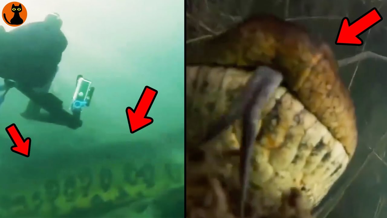 アマゾンの奥地でダイバーが遭遇した超巨大ヘビ...世界中で撮影された未確認生物UMA８選