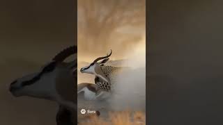 Песчаная тень #leopard #wildlife #Namibia #hunt #documentary