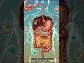 #Human digestive system kaise kam karta hai#Class 12th biology#Human digestive system