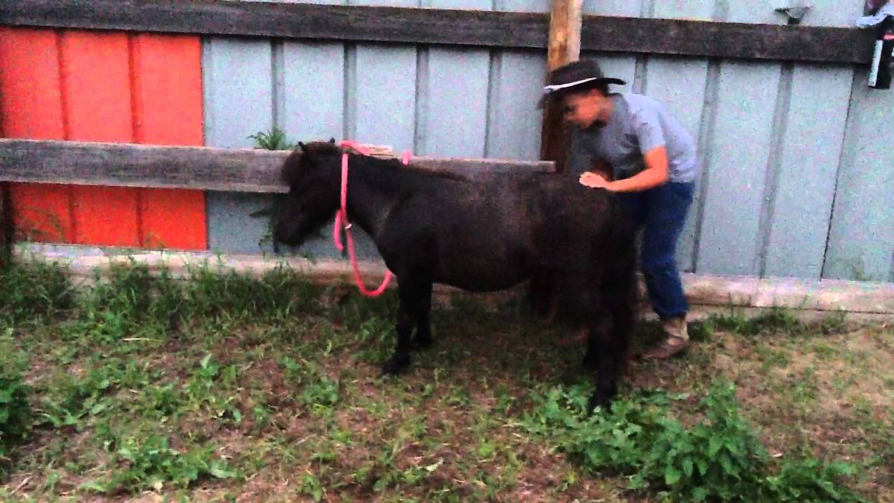How to groom a mini horse YouTube