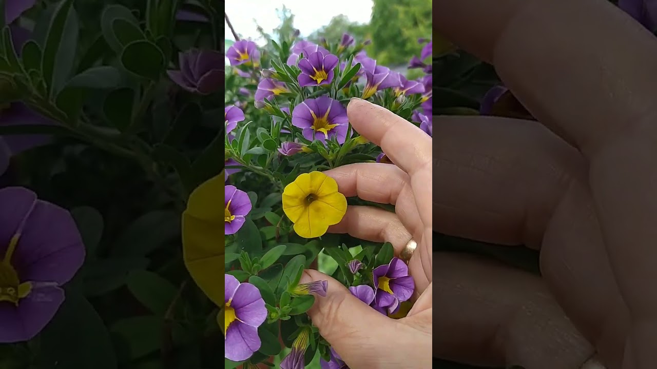 Калибрахоа-обзор сортов с названиями. Часть 1