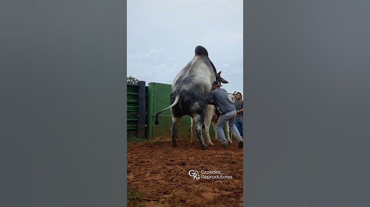 Nome: PONTUAL DA DICA -#nelorepo #fazenda #tourosnelore #nelore #zebu #nelorepo