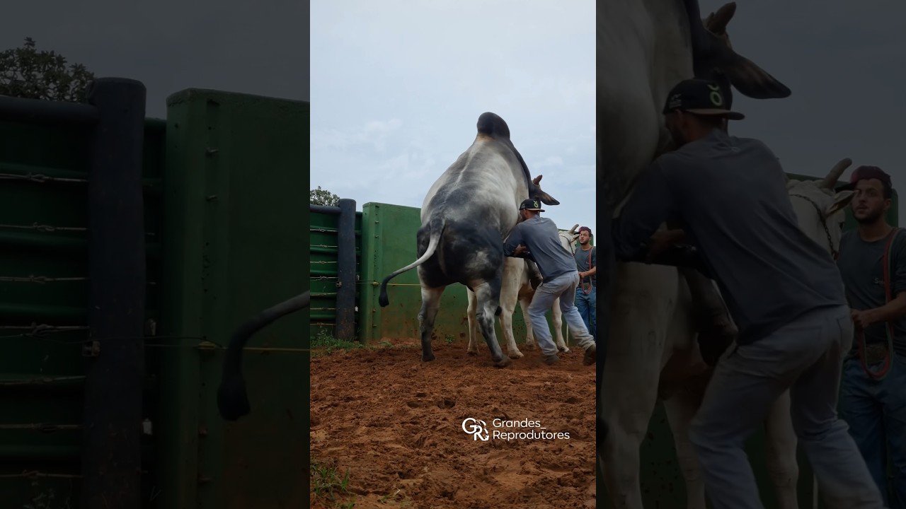 Nome: PONTUAL DA DICA -#nelorepo #fazenda #tourosnelore #nelore #zebu #nelorepo