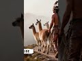 ♫ Reset Your Energy Instantly – Indigenous Mountain Sounds