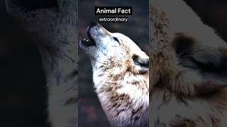How Wolves Use Their Super Smell for Survival #shorts #wolves #wolfsenses