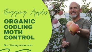 Organic Codling Moth Control - Bagging Apples