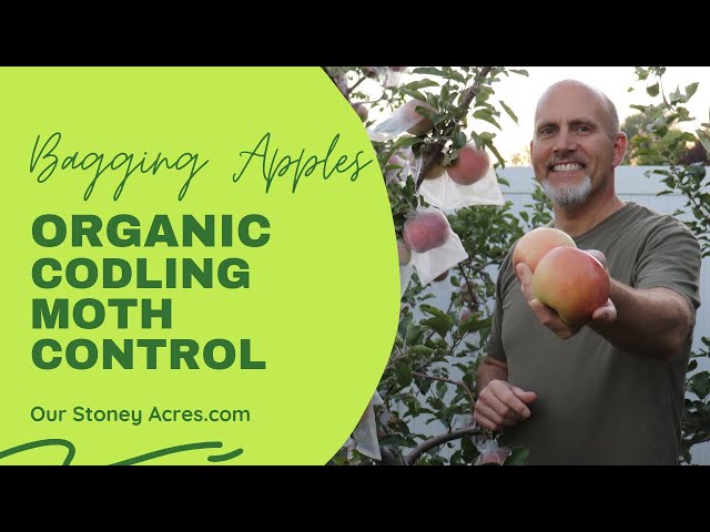 Bagging apples bag fruit pest management organic gardening home orchard  Japanese method