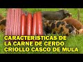 CARACTERÍSTICAS Y TRANFORMACIÓN DE LA CARNE DEL CERDO CRIOLLO CASCO DE MULA