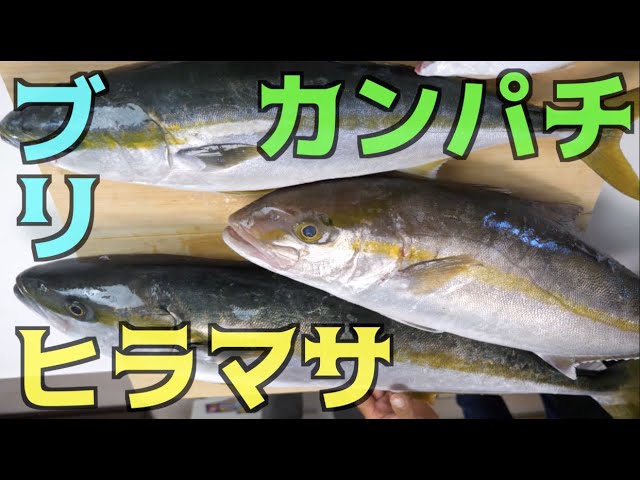 5 ブリ ヒラマサ カンパチ３種の中で一番美味しいのは Youtube