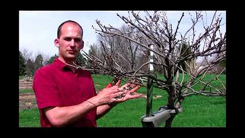 How to Grow Wisteria Vine as a Tree - Gurney's Video - DayDayNews