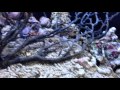 オカヤドカリLサイズのお部屋｜海水魚ショップ やどかり屋
