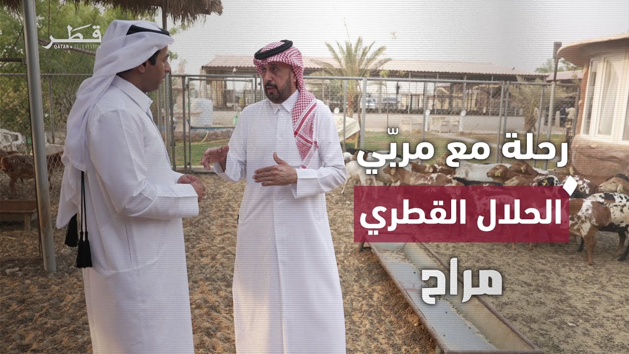 رحلة مع مربّي الحلال في قطر.. مواصفات الخرفان البربرية والأنواع النادرة | برنامج مراح
