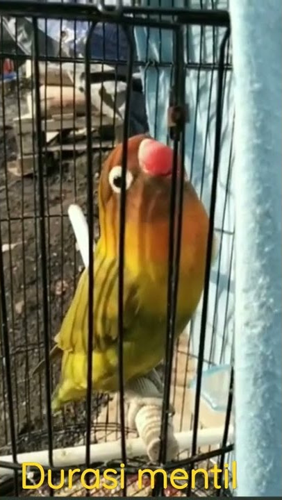 lovebird durasi mentil