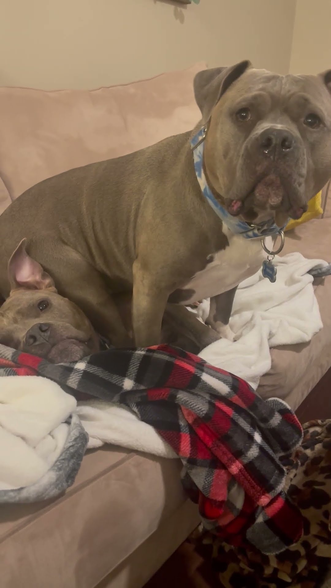 Bully Mix Dog Sits On Sister || ViralHog