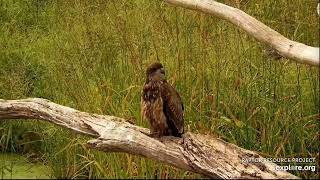 Mississippi River Flyway 9-1-23, Juvie eagle preening