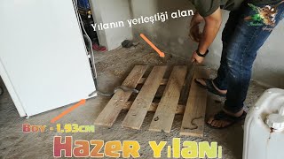 Evin Bodrumuna Yılan Girmiş 😱