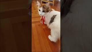 First steps of little kitten warrior First steps of little kitten warrior