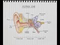 Human ear | #ear anatomy #eardigram #ear part 