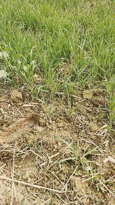 #kekar prakriti k duniya kheti Wadi new gehun kaise kiya jata hai