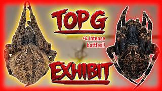 my top 2 BATTLEBEASTS (derby orb weavers) SHOWCASE!