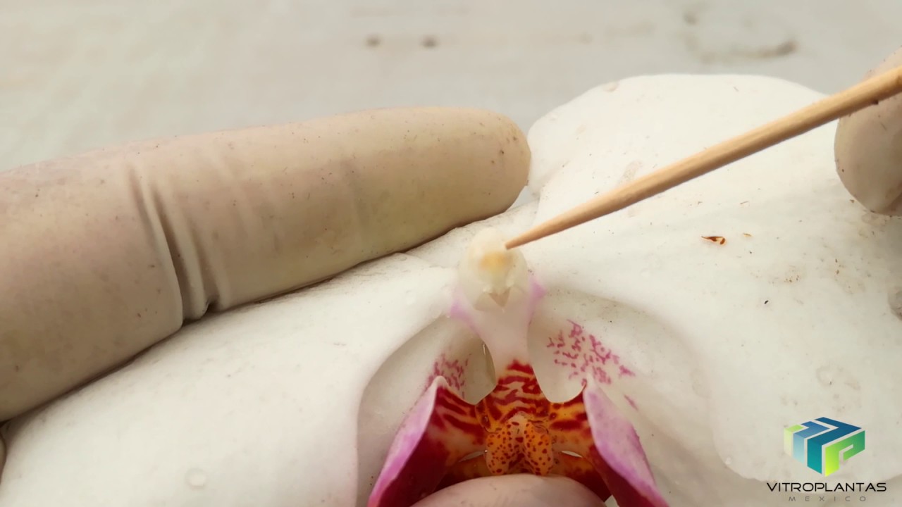 Polinización de Orquídeas Phalaenopsis - thptnganamst.edu.vn