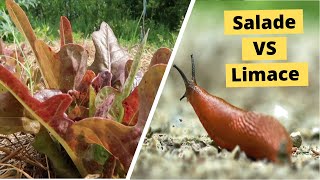 Des salades mangeuses de limaces ? Découvrez les plantes carnivores !