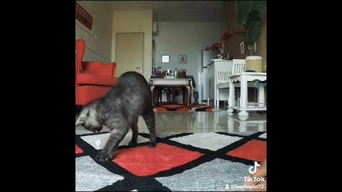 Do cats play fetch? #short short #shorts shorts