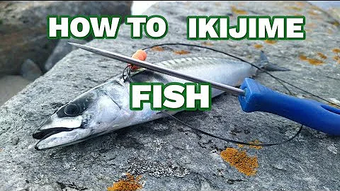 How to Ikijime fish!