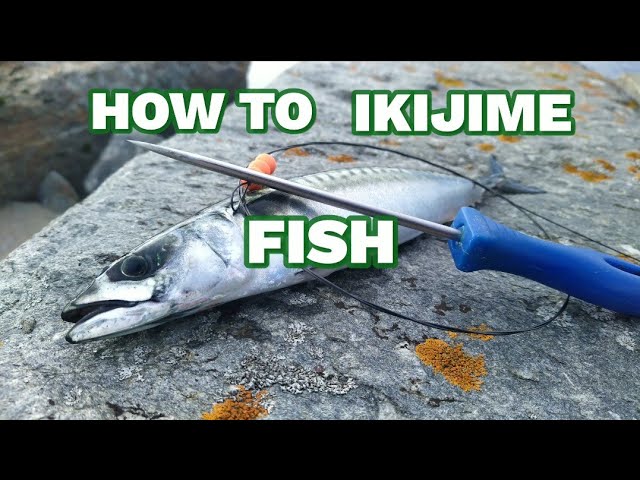 How to Ike Jime A Fish 