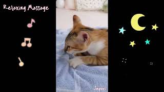 การนวดผ่อนคลายของลูกแมวพร้อมดนตรีไพเราะ : Kitten massage therapy