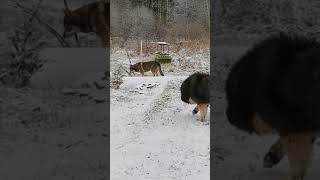 Czechoslovakian wolf dog and Caucasian shepherd