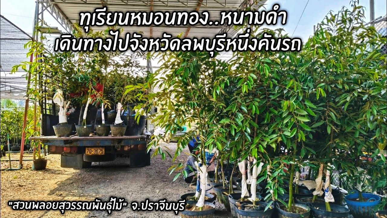 ทุเรียนหมอนทอง..หนามดำ  เดินทางไปจังหวัดลพบุรีหนึ่งคันรถ 
