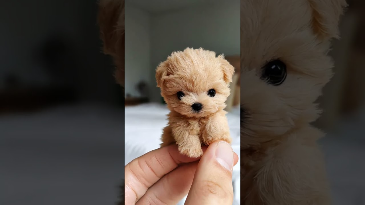 The smallest miniature dog. 