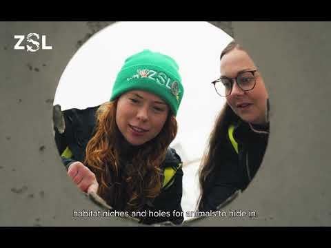 Saving the UK's underwater superhero