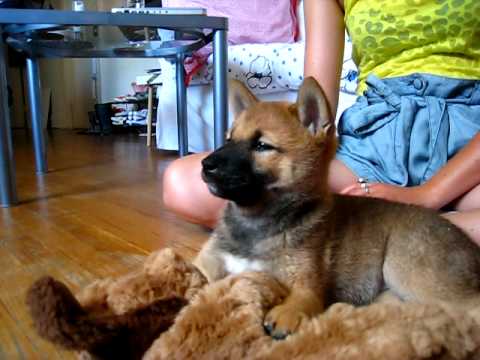 Mojo watches TV (shiba inu puppy 9 weeks old) - YouTube