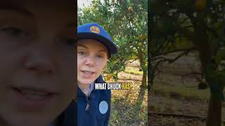 Doubling yield & halving spend in citrus