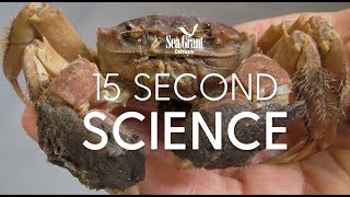 15-Second Science: Mitten Crabs