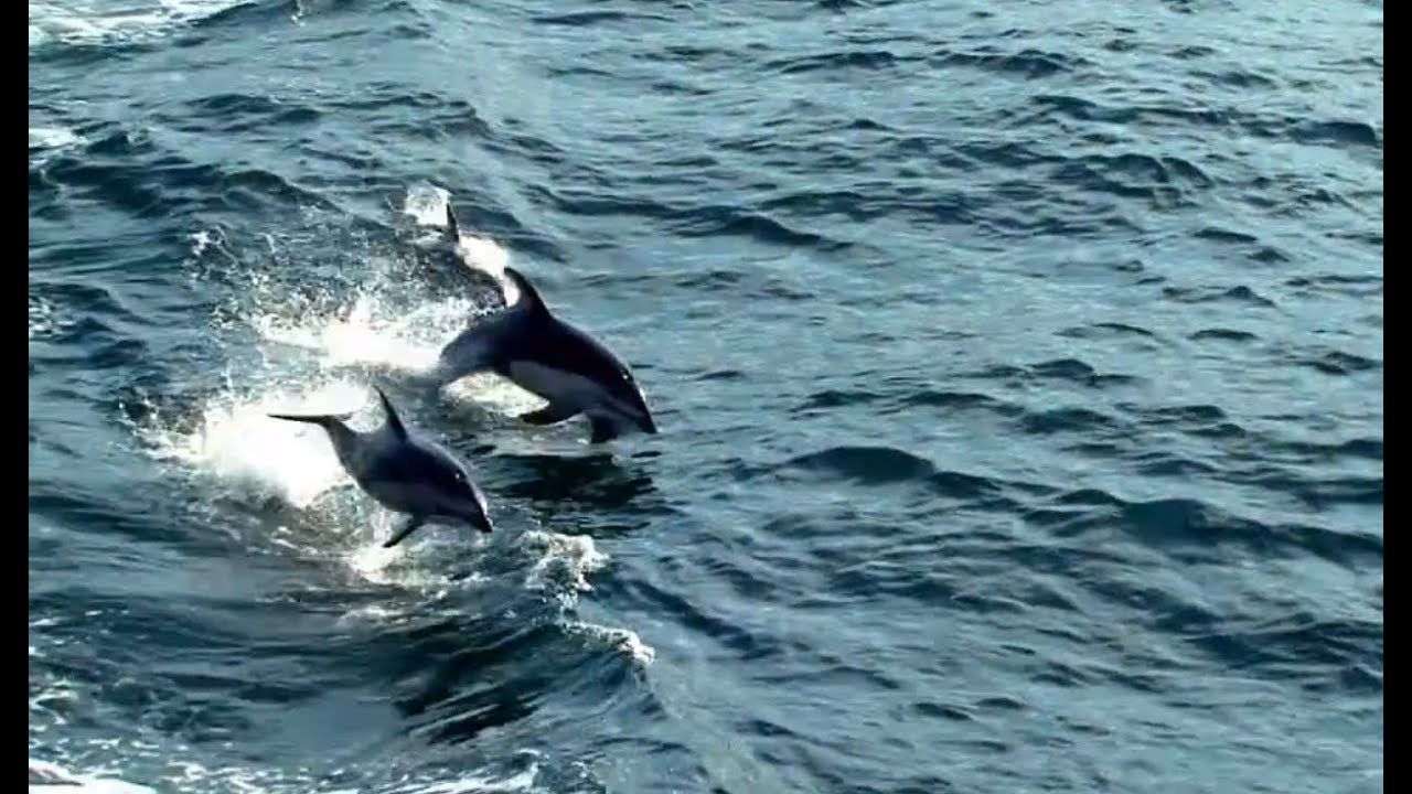 Protecting British Columbia's coastline