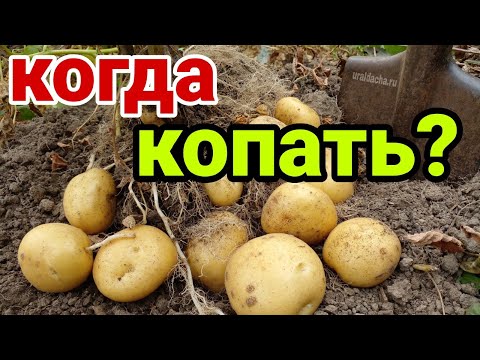 Видео: Уборка картофеля: как и когда выкапывать картофель