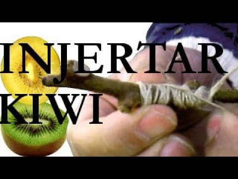 De ninguna manera Preceder Tratar Aprender a INJERTAR árboles, KIWI - YouTube