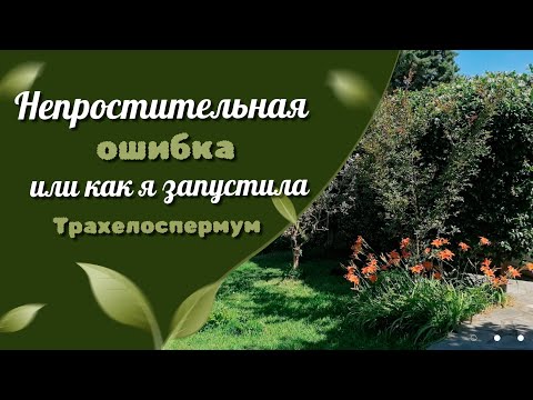 Видео: Когда обрезать трахелоспермум?